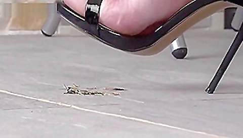 Renata locust crush 1 Renata locust crush 1